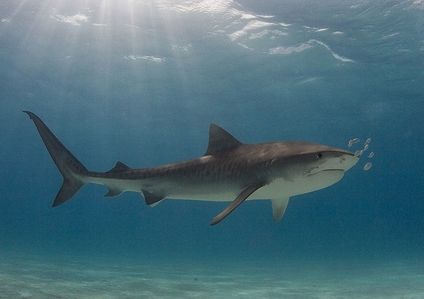 animal-requin-tigre.jpg