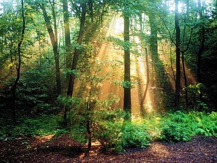 forets-39