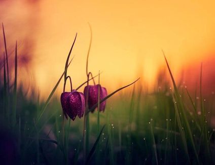 fleur-clochette-violette.jpg