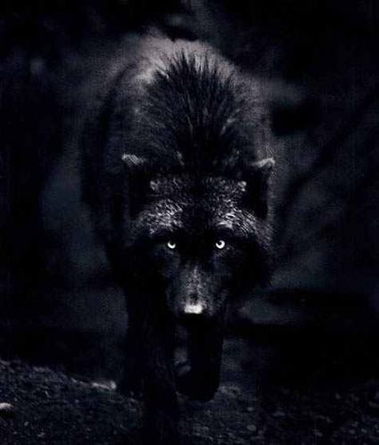 Black Dog