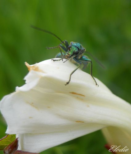 insecte-vert-sur-liseron3.JPG