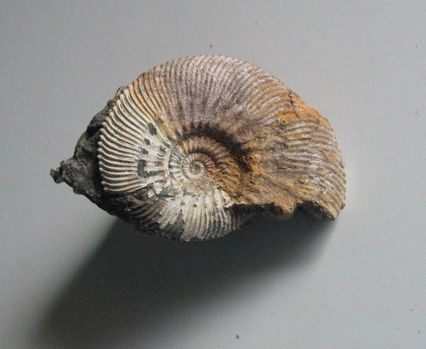 Ammonites-2485.JPG