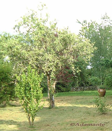 Arbre-jardin--copie.jpg