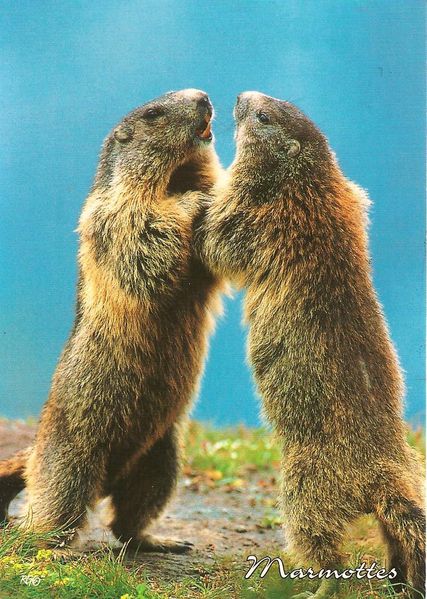 cartes-postales-Les-marmottes.jpg