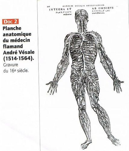 Vesale