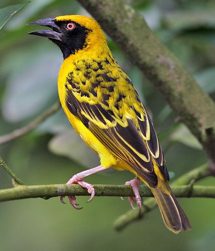 Ploceus_cucullatus_male.jpg