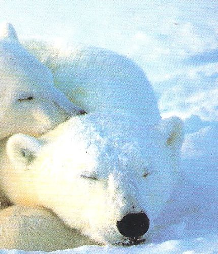carte postale neige