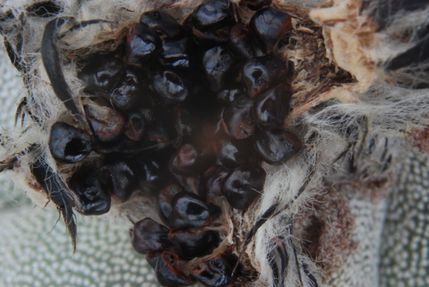 Astrophytum myriostigma fruit ouvert