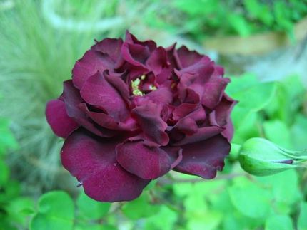 Louis Xiv Rose