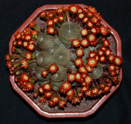 r heliosaf