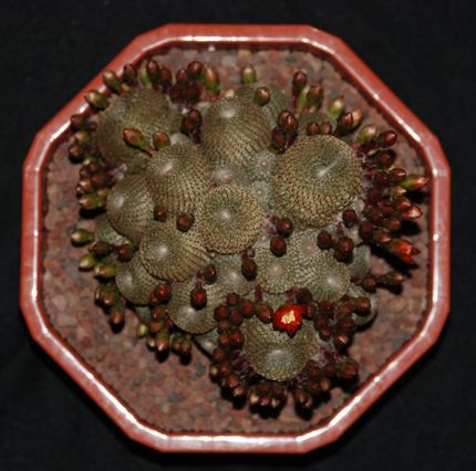 r heliosab