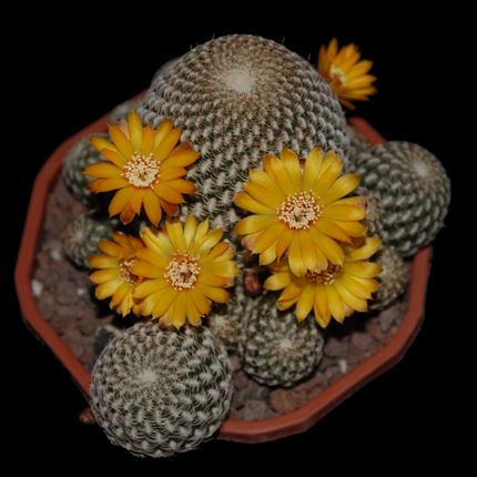 arenacea carre top