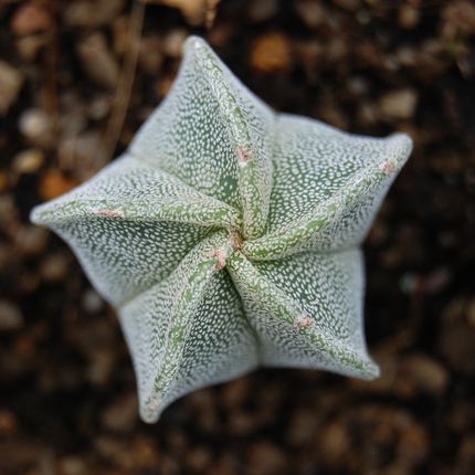 Astrophytum myriostigma plantule