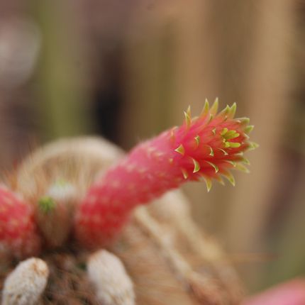 cleistocactus areolatus 1