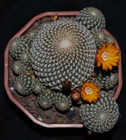 arenacea