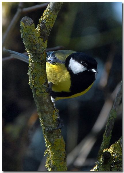Mésange charbonnière