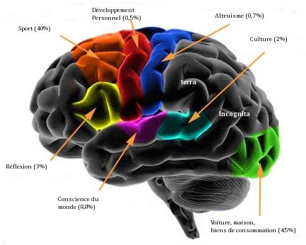 Cerveau Humain