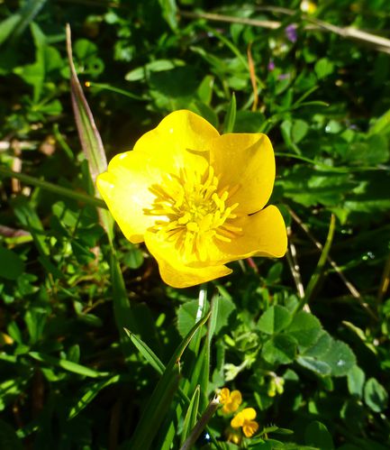 Ranunculus - Bouton d'or
