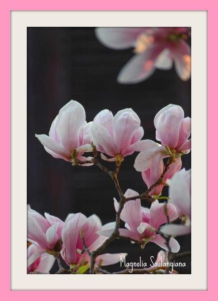 magnolia-soulange-1