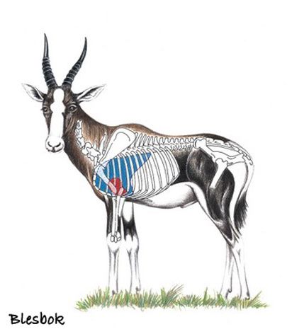 blesbok-diagram