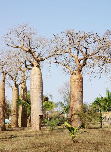 Madagascar, baobabs-bouteilles