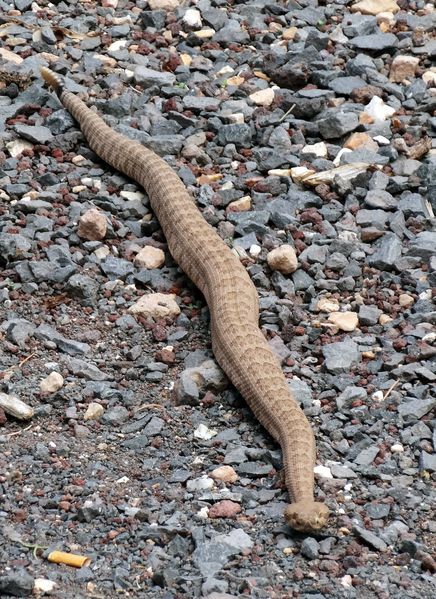 Grand-Canyon-rattlesnake.jpg