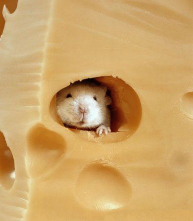 14-animal-insolite11.jpg