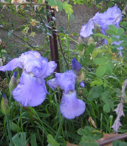 Iris-bleu-avril-5-5.jpg
