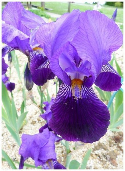 iris-violet-et-mauve4.jpg