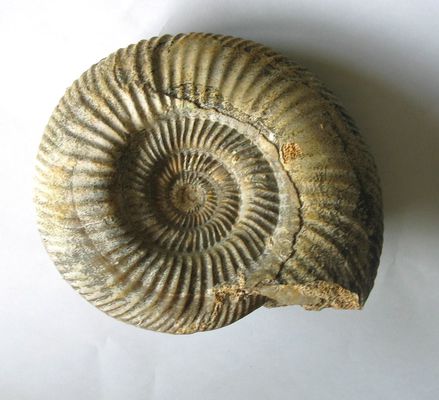 Ammonites-2067.JPG