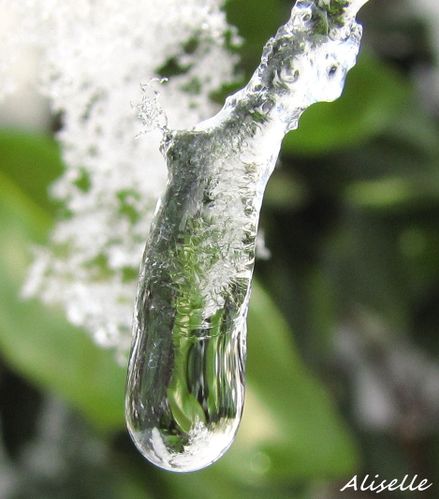 Goutte-glacee-2010---12.jpg