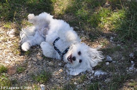 chienne de berger 02