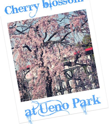 cherry blossom ueno