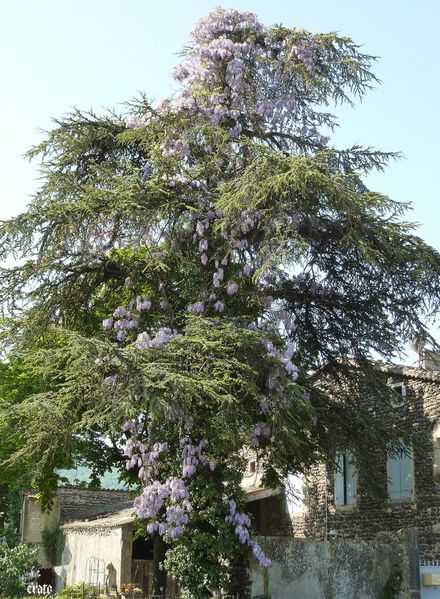 22-avril-2011--retour-avion---esteban---arbre-glycine-105.JPG
