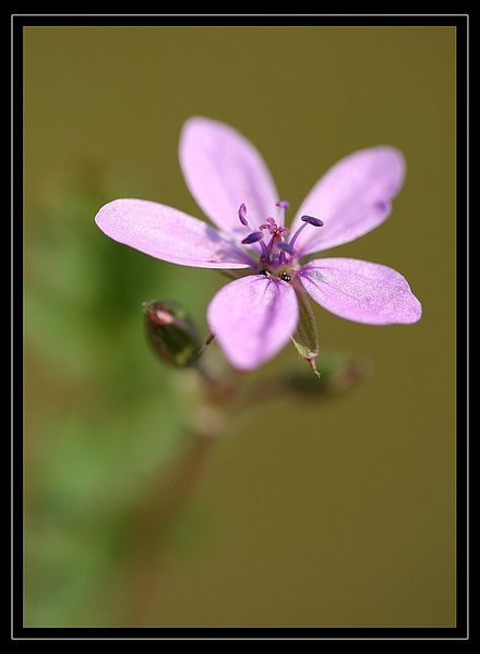 Erodium cicutarium