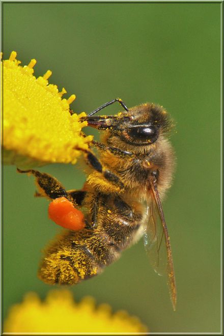 abeille 203