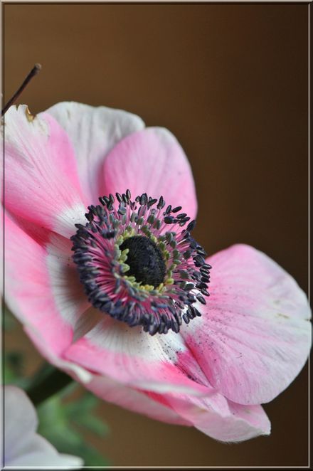 anemone 7