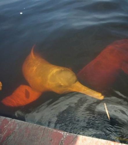 deux-dauphins-roses-evoluent-pres-de-la-surface-au-bord-d-u.jpg