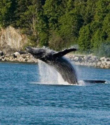 un-record-de-baleines-a-bosse-echouees-sur-le-littoral-bres