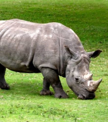 des-braconniers-de-rhinoceros-tues-dans-une-reserve-en-afri.jpg