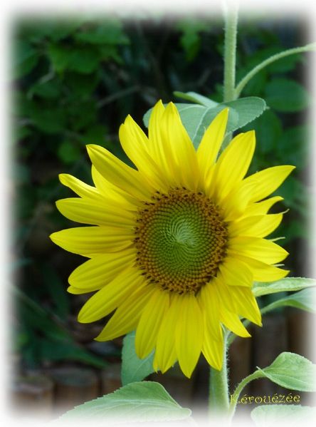 tournesol1 [800x800]