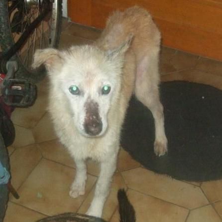 HUBERTx husky(m) 8 ans recherche fa ou définitive REF:29 décédé Hubert2-copie-1