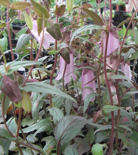 campanula-punctata--silver-bells-.jpg