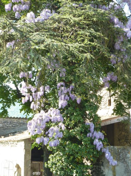 22-avril-2011--retour-avion---esteban---arbre-glycine-106.JPG