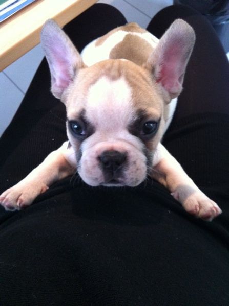 dogssport-Wiky-8