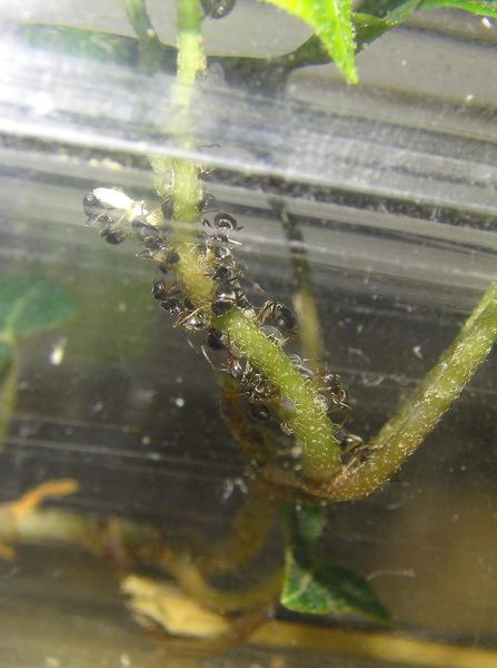 Lasius niger pucerons2