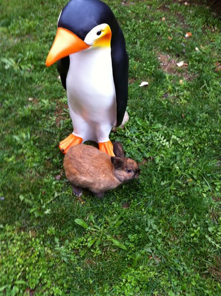 Pingu et Roger
