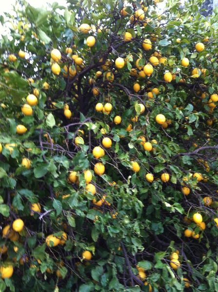 citronniers--jpg