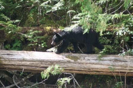 rencontre avec ours canada