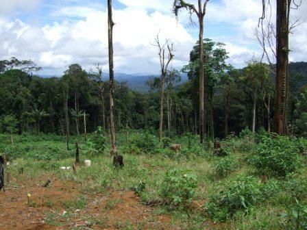 Hmoob Guyane - Page 4 Abattis-saramaka-5-1